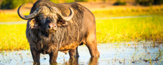 Cape Buffalo in a lake with a green field behind it. Cape Buffalo in a lake with a green field behind it.