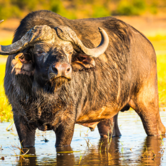 Cape Buffalo in a lake with a green field behind it.