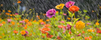 Purple, yellow, and orange flowers in focus with rain falling out of focus in the background. Purple, yellow, and orange flowers in focus with rain falling out of focus in the background.