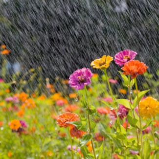 Purple, yellow, and orange flowers in focus with rain falling out of focus in the background.