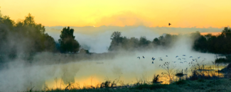 Fog hovering over a lake, with sun rising in background and flock of birds rising above the grass in forefront Fog hovering over a lake, with sun rising in background and flock of birds rising above the grass in forefront