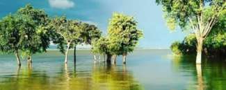 Trees submerged in a flooded area with a blue sky overhead. Trees submerged in a flooded area with a blue sky overhead.