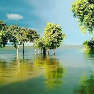 Trees submerged in a flooded area with a blue sky overhead.