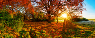 Sun rays bleeding through the canopy of a woodland shrouded by red leaves in the fall. Sun rays bleeding through the canopy of a woodland shrouded by red leaves in the fall.