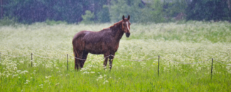Solitary horse standing in the rain amongst a field of white wildflowers. Solitary horse standing in the rain amongst a field of white wildflowers.