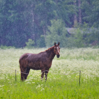 Solitary horse standing in the rain amongst a field of white wildflowers.