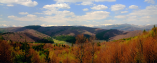 Trees turning burgundy in forefront, with mountains in background and blue sky and white clouds overhead Trees turning burgundy in forefront, with mountains in background and blue sky and white clouds overhead