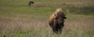 Photo of buffalo in a green field Photo of buffalo in a green field