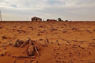 Picture of cotton field in drought