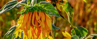 Wilting sunflower Picture of wilting sunflower