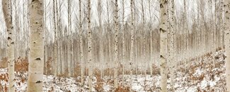 Bare trees in the forest Bare trees in the forest