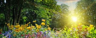 Wildflowers blooming in a vibrant green landscape with the sun setting in the background. Wildflowers blooming in a vibrant green landscape with the sun setting in the background.