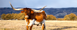 Picture of a Longhorn Picture of a Longhorn