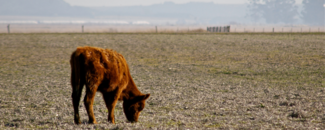 A calf in a dry field with mountains in the background. A calf in a dry field with mountains in the background.