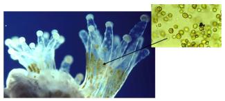 Alt text: Photo from the Field Guide to the Corals of Tonga. Coral polyps (photo on left) have tentacles. The white on the end of the tentacles and white bumps on the sides of tentacles are large cells called “nematocyst batteries” because they have many nematocysts. The brownish green spots are zooxanthellae, seen in a microscope photo on the right. Image courtesy of Douglas Fenner.