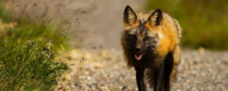 Red fox in Alaska Red fox in Alaska