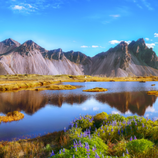 Purple flowers growing amid bushes in front of a lake surrounded by yellow grassland on a sunny day with mountains in the distance.