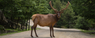 Picture of a moose standing in the road Picture of a deer standing in the road