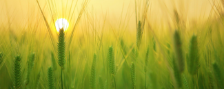 Picture of a barley field Picture of a barley field