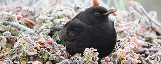 Picture of a blackbird in winter Picture of a blackbird in winter