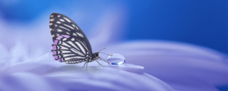Picture of a butterfly