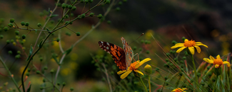 Picture of a butterfly on a flower Picture of a butterfly on a flower