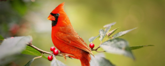 Photo of red cardinal bird on a holly branch