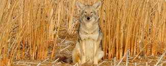 Picture of a coyote Picture of a coyote