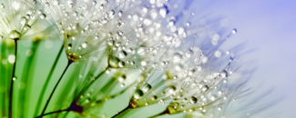 Photo of upclose view of dandelion Photo of upclose view of dandelion