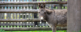 Picture of a donkey peeking around a corner Picture of a donkey peeking around a corner