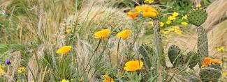 California Gold Poppies Picture of California Gold Poppies
