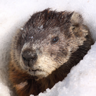 Photo of a groundhog, Courtesy of Gettyimages
