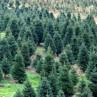 Texto Alterno: Fila de árboles de Navidad. Crédito: Tony L. Moore Photo /©Getty Images 