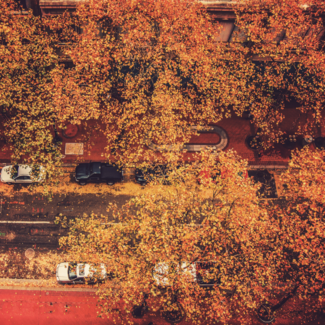 Aerial view of cars parked along the street with trees shedding their fall-colored leaves.
