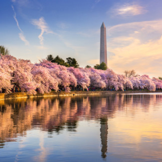 Cherry blossom trees blooming along the Potomac River.