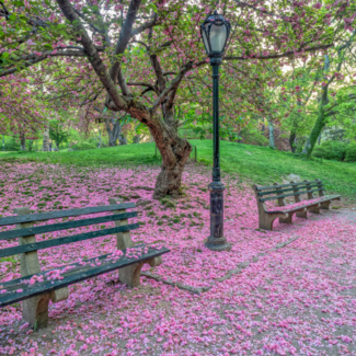 Tree shedding pink petals on park benches in New York City.