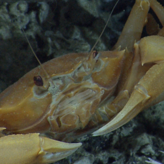 A chaceon crab below methane hydrate and on top of large mussels.