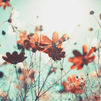 Red flowers in bloom with blue background.