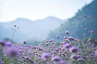 Field of violet verbena flowers.
