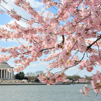 Cherry blossom tree in full bloom in Washington, D.C. on the National Mall.