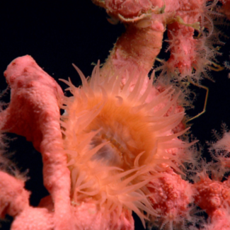 A Paragorgia sp. deep-sea coral with polyps extended while providing habitat for an orange anemone.