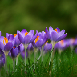Purple flowers in a field. 