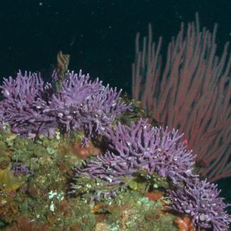 Picture of Stylaster Californicus Coral by NOAA SWFSC