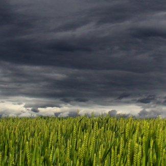 Alt Text: Storm clouds gathering above a wheat field.