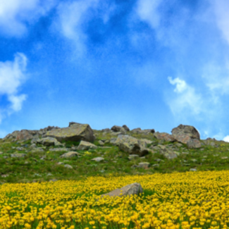A field of flowers in front of a hill covered in boulders and a blue, cloudy sky.