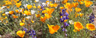 Picture of wildflowers in Texas Picture of wildflowers in Texas