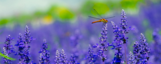 Picture of a dragonfly in a field of flowers Picture of a dragonfly in a field of flowers