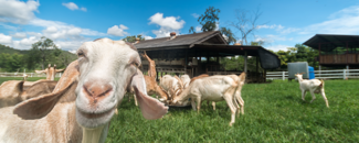 Picture of goats Picture of goats