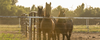 Picture of horses behind a fence Picture of horses behind a fence