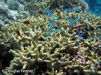 Alt text: A large colony of Porites cylindrica, Vava'u Islands, Tonga. 